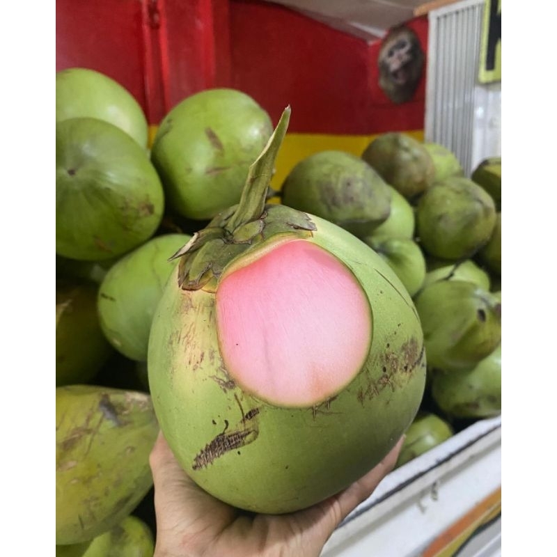

KELAPA IJO/KELAPA WULUNG FRESH Perbutir
