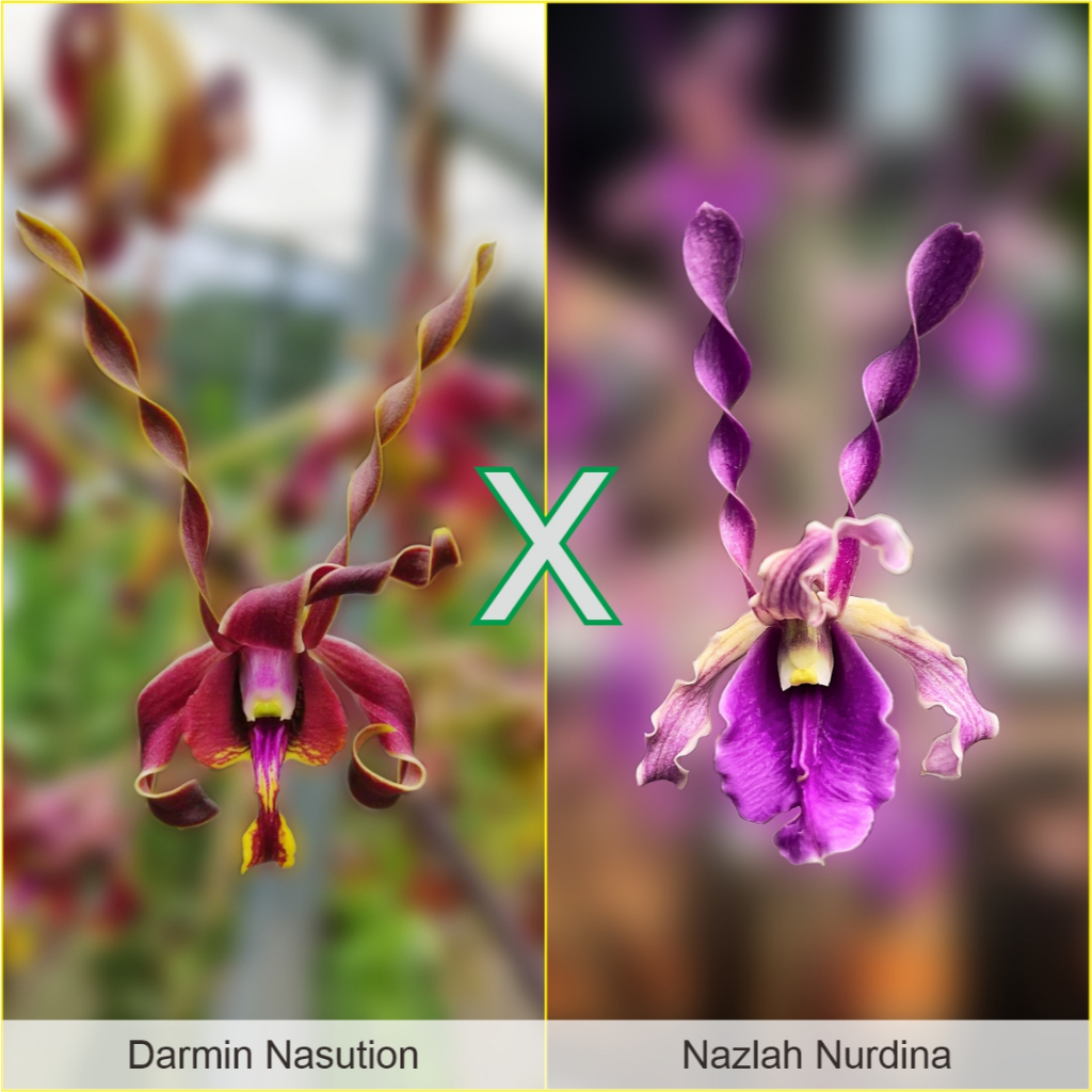 Dendrobium Darmin Nasution x Dendrobuium Nazlah Nurdina