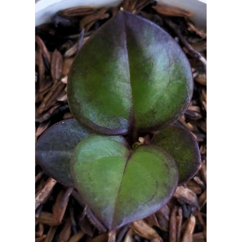 anthurium jemani black ( warna mewah) istimewa