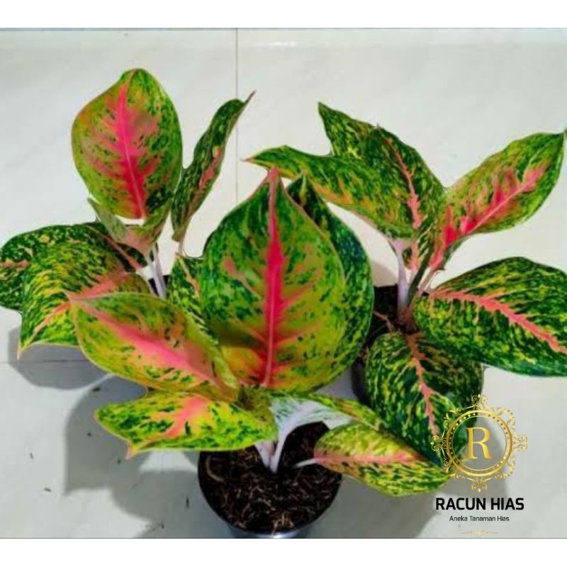 big papa - aglaonema big papa