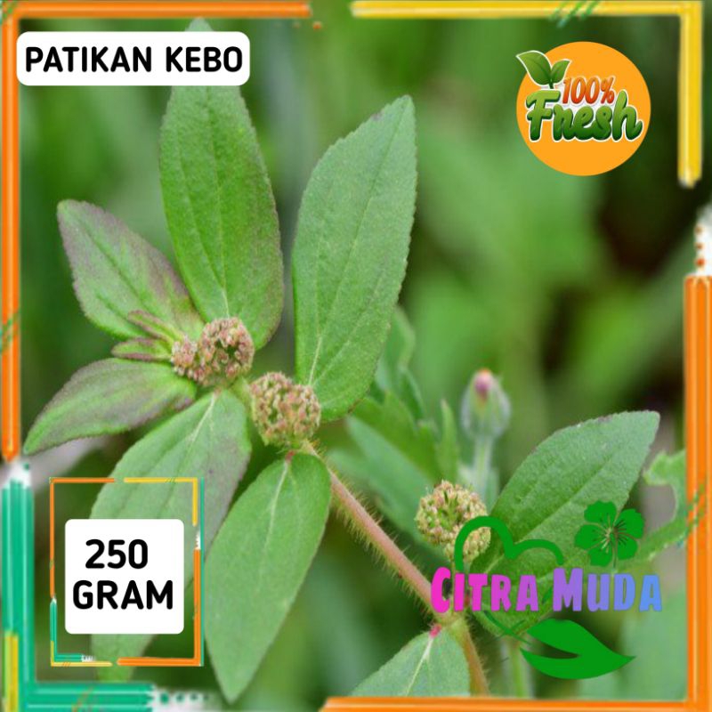 

Daun Patikan Kebo Segar 250 gram