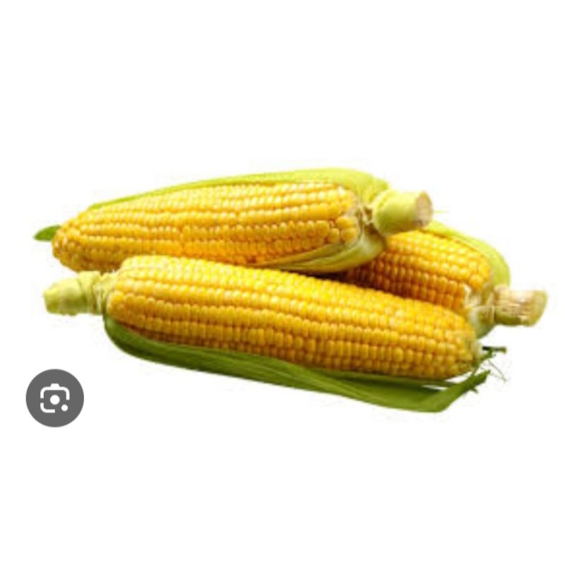 

jagung manis per pcs