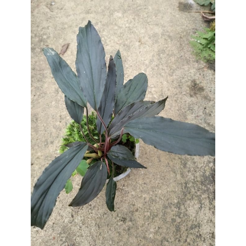 Homalomena sp sulawesi