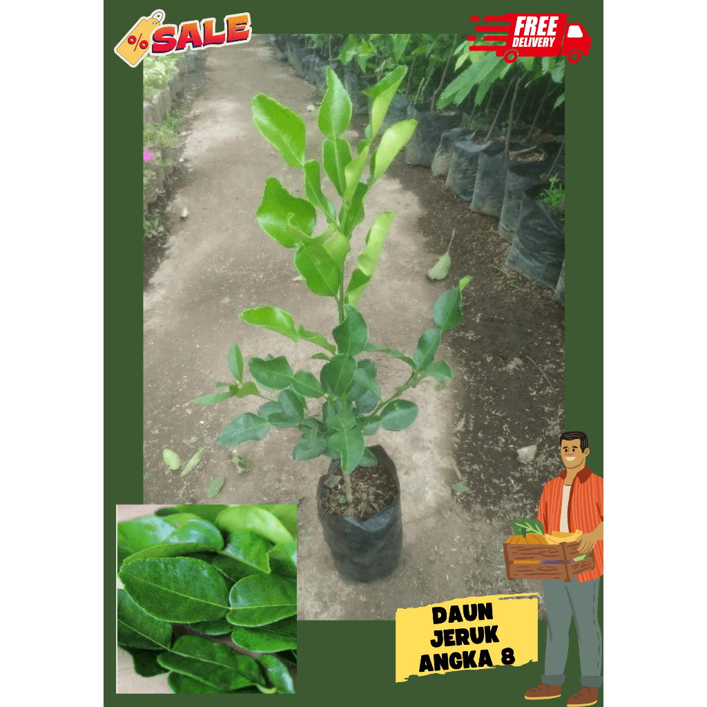 Pohon Jeruk angka 8 besar rimbun