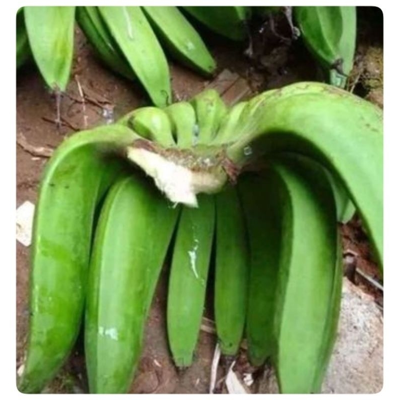 1-Kg Buah Pisang / Pisang Nangka Mentah / Buah Pisang Raja Nangka