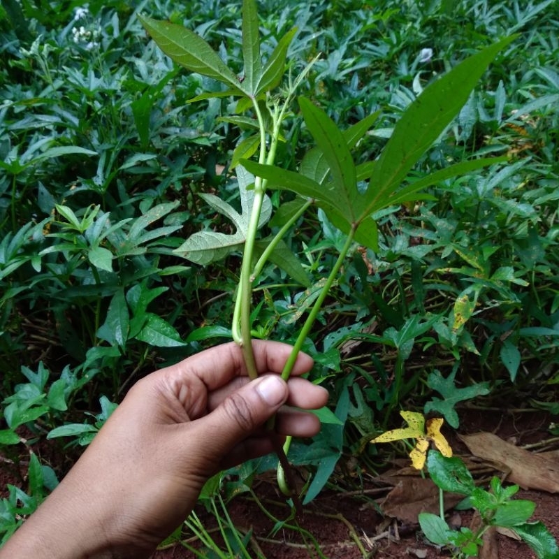 MURAH Bibit Ubi Madu Cilembu 10 bibit