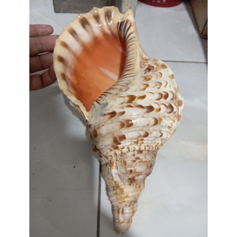 cangkang kerang Charonia Triton langka untuk hiasan
