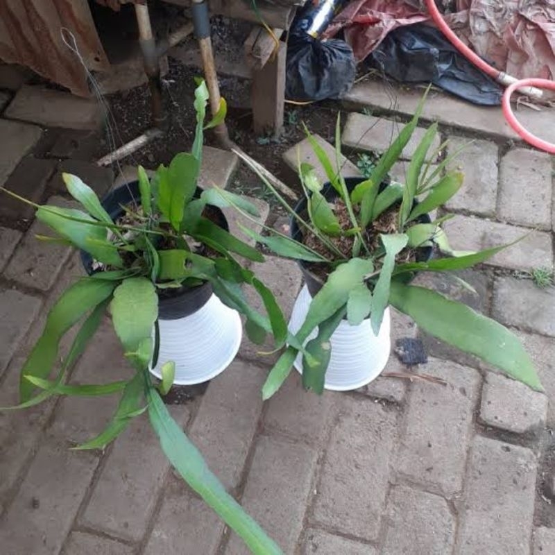 tanaman hias gantung Wijaya Kusuma putih hidup + dengan pot gantung rimbun tahan panas Semarang Jawa