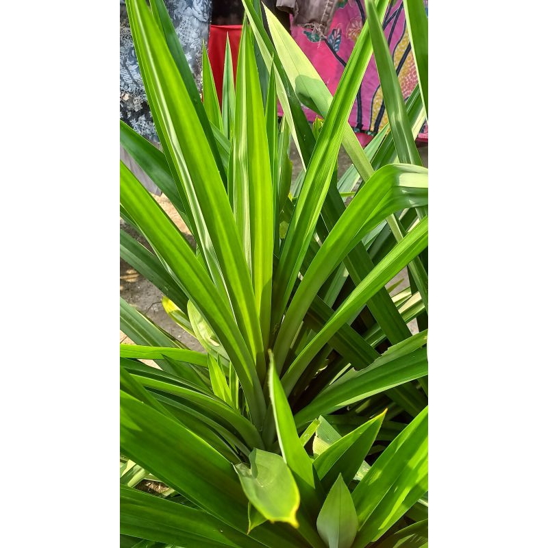 

daun pandan