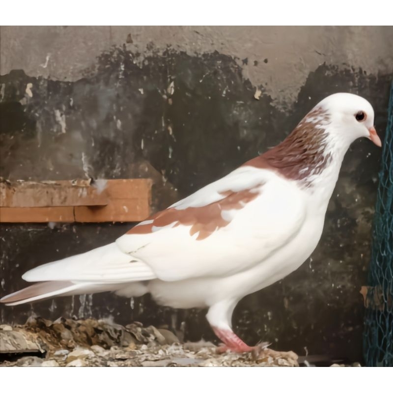 BETINA TERNAK MERPATI KOLONG