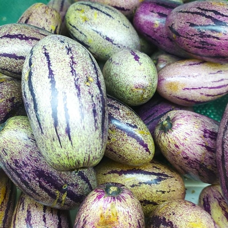 

PEPINO UNGU SEGAR FRESH 1KG DENPASAR BALI
