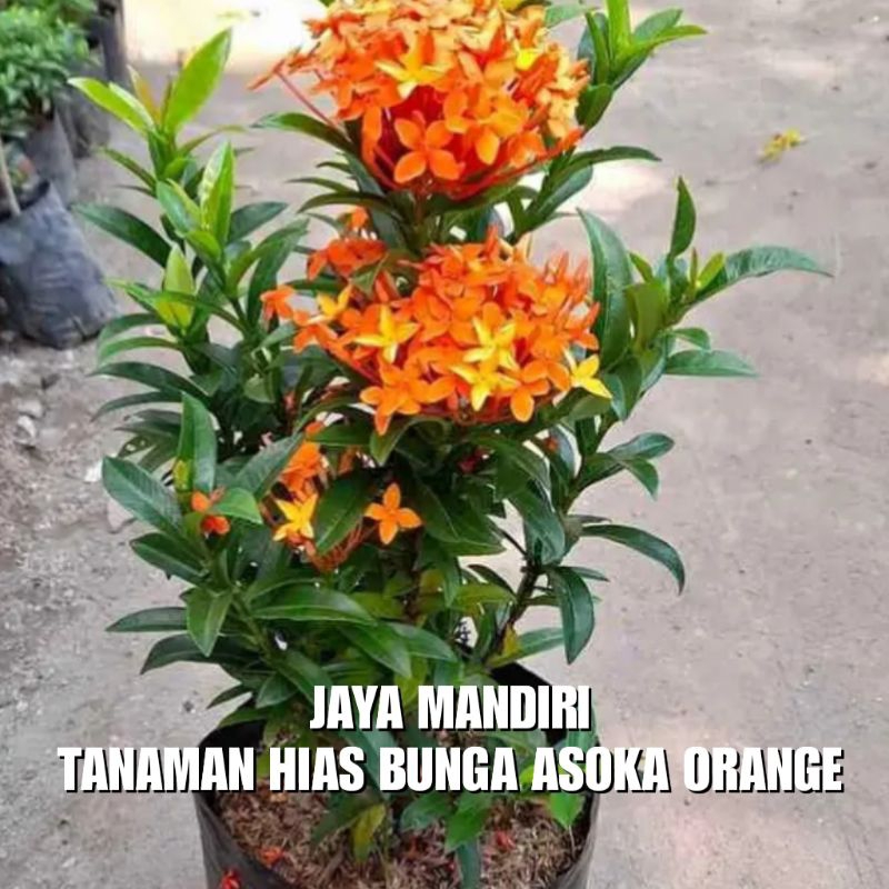 TANAMAN HIAS ASOKA ORANGE (BUNGA ASOKA ORANGE) SUPER