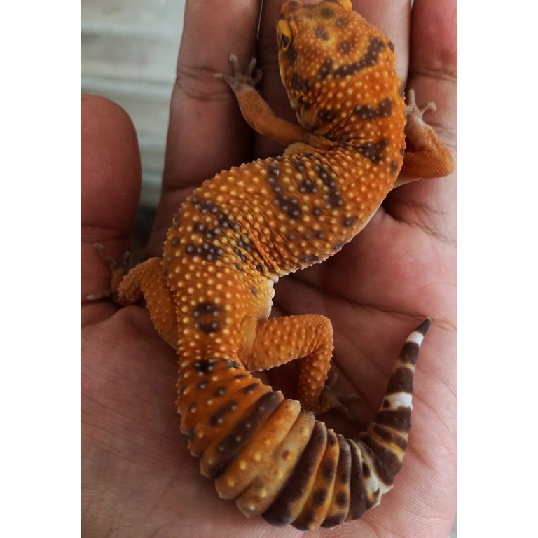 KODE L3Z5 Gecko Leopard Baby  Remaja  Dewasa