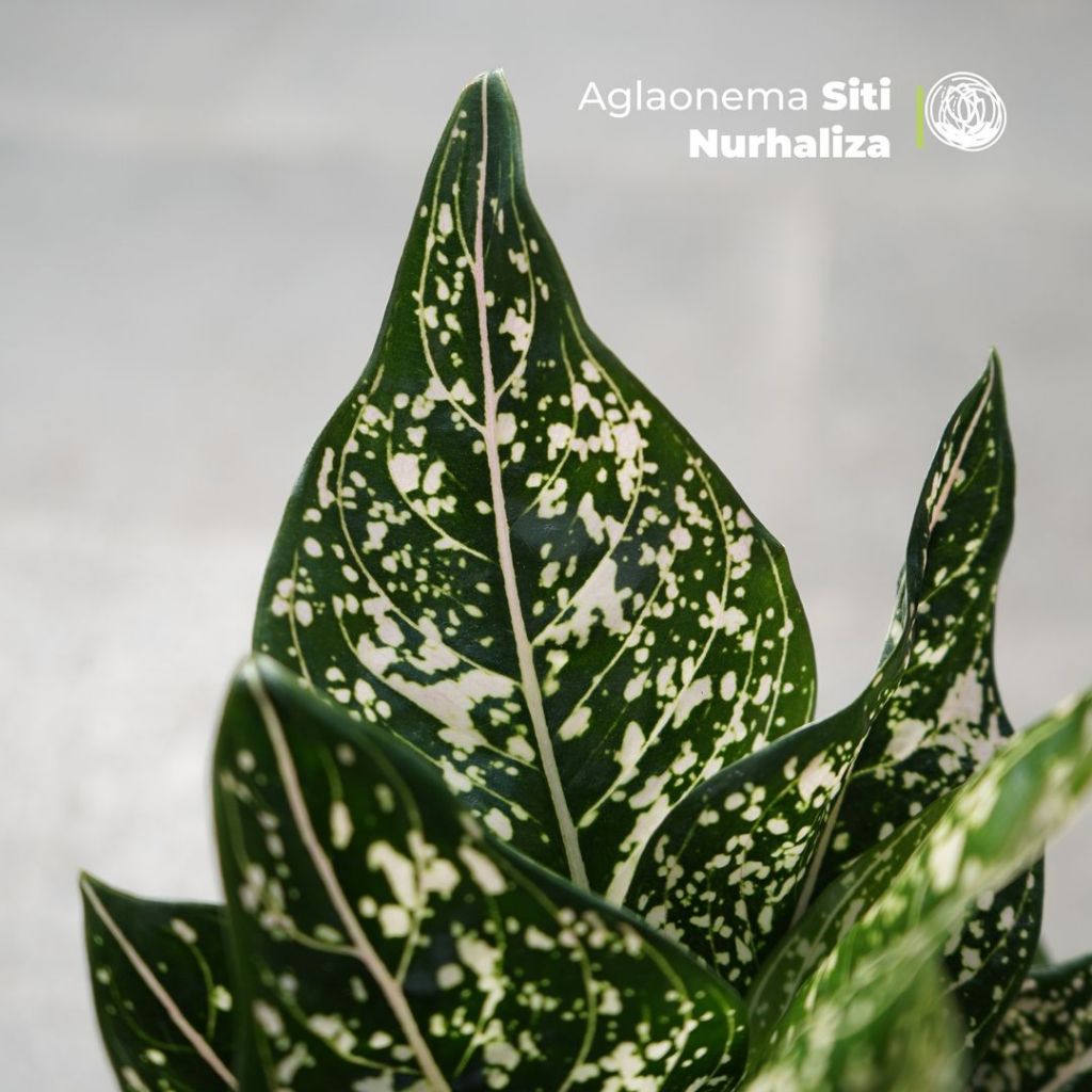 Aglonema Siti Nurhaliza