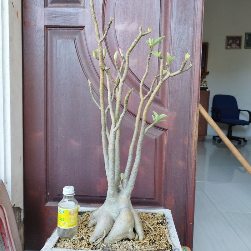 Adenium Arabicum