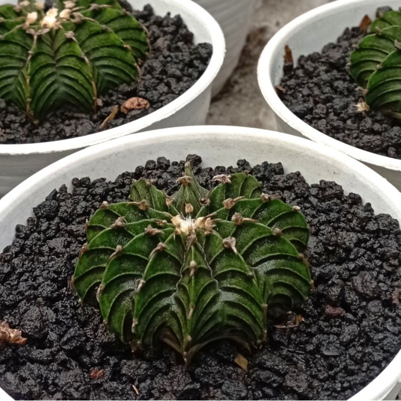 Kaktus Gymno LB Ori, Kaktus Sukulen Gymnocalycium LB Ori Murah Free Pot 10 cm