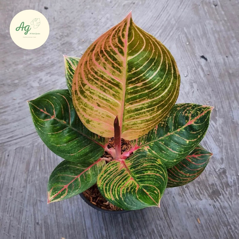 aglonema kresna golden