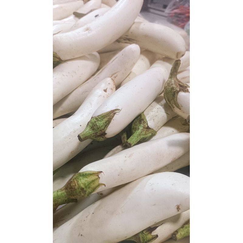 

Sayur Terong Putih Hijau Ungu Lalap Pontianak