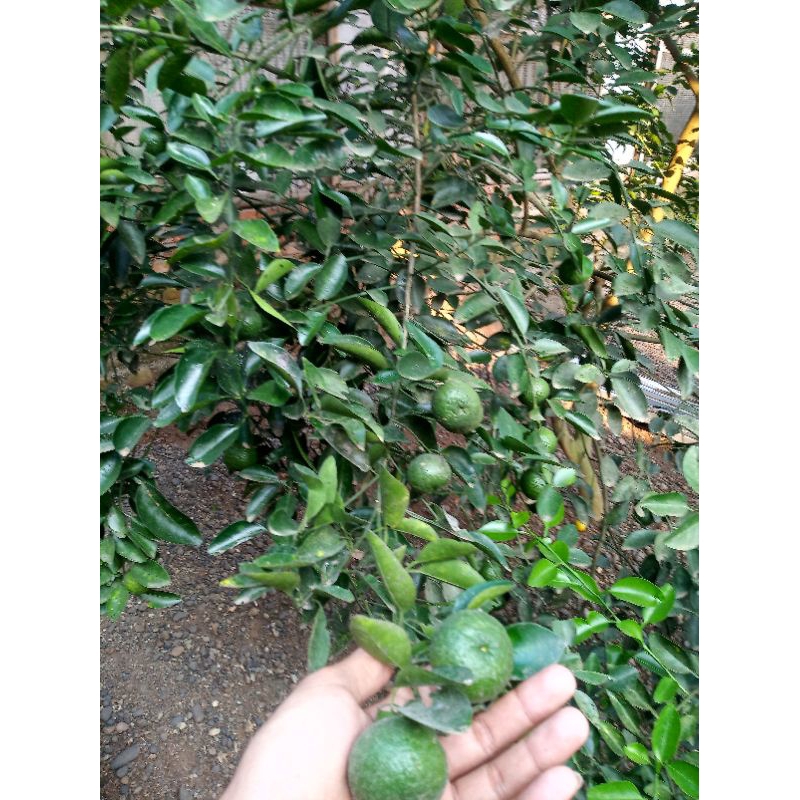

Jeruk Limau/ jeruk sambel fress baru petik