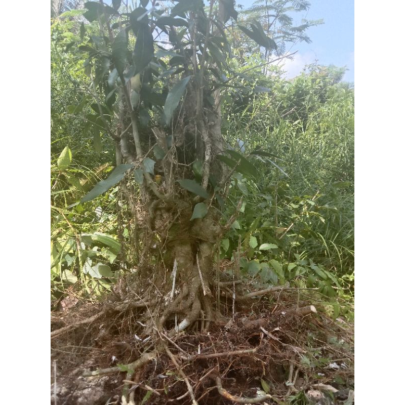 Bonsai dongkelan bahan bonsai Amplas putih