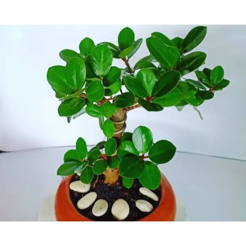 Bibit beringin korea/dolar beringin