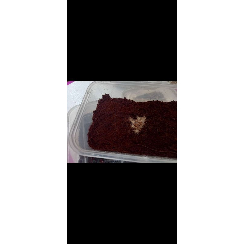 Starter Grindal Worm