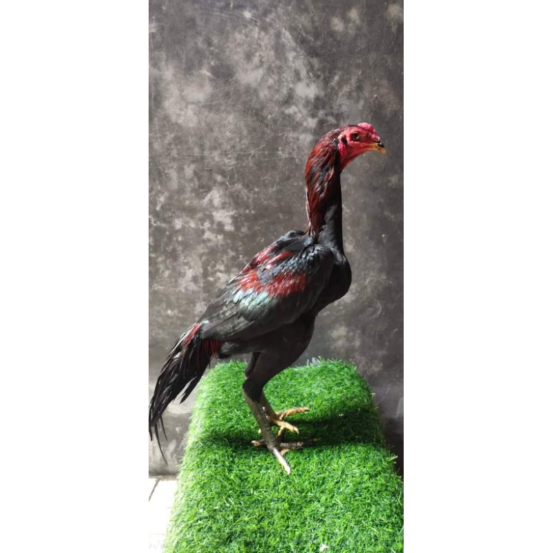 

Janggaran / Ayam Muda Pakhoy