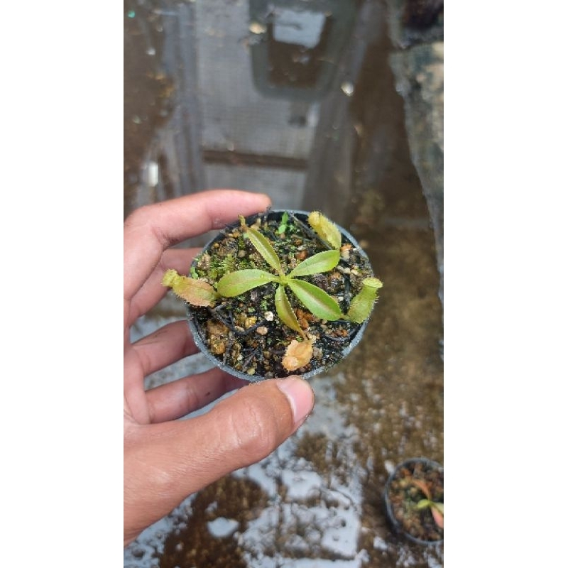 kantong semar Maxima x Reinwardtiana (nepenthes)