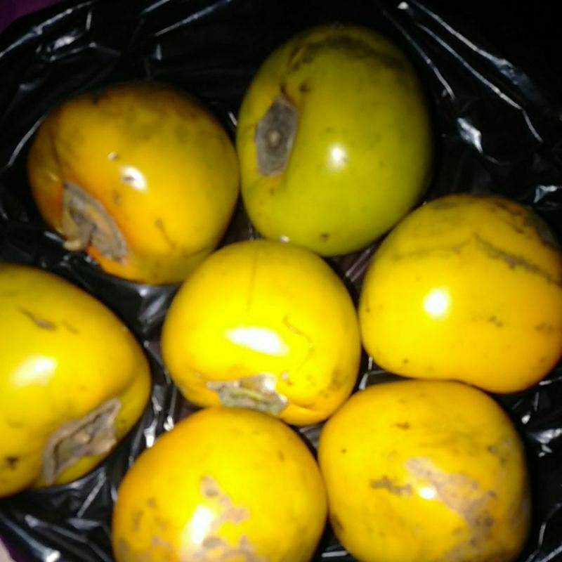 

Buah Kasemek Kesemek kg