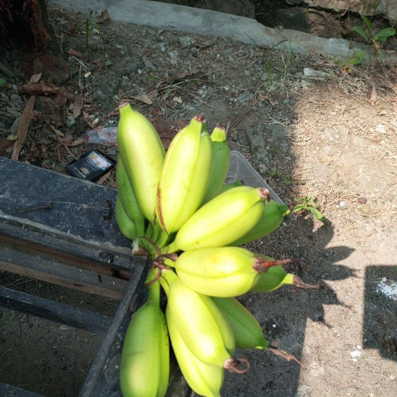 

pisang lampung