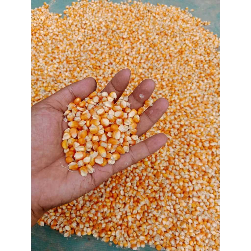 JAGUNG PIPIL PAKAN AYAM PAKAN TERNAK