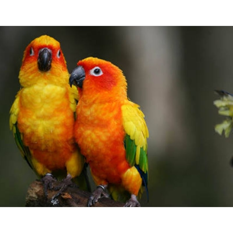 sun conure sepasang
