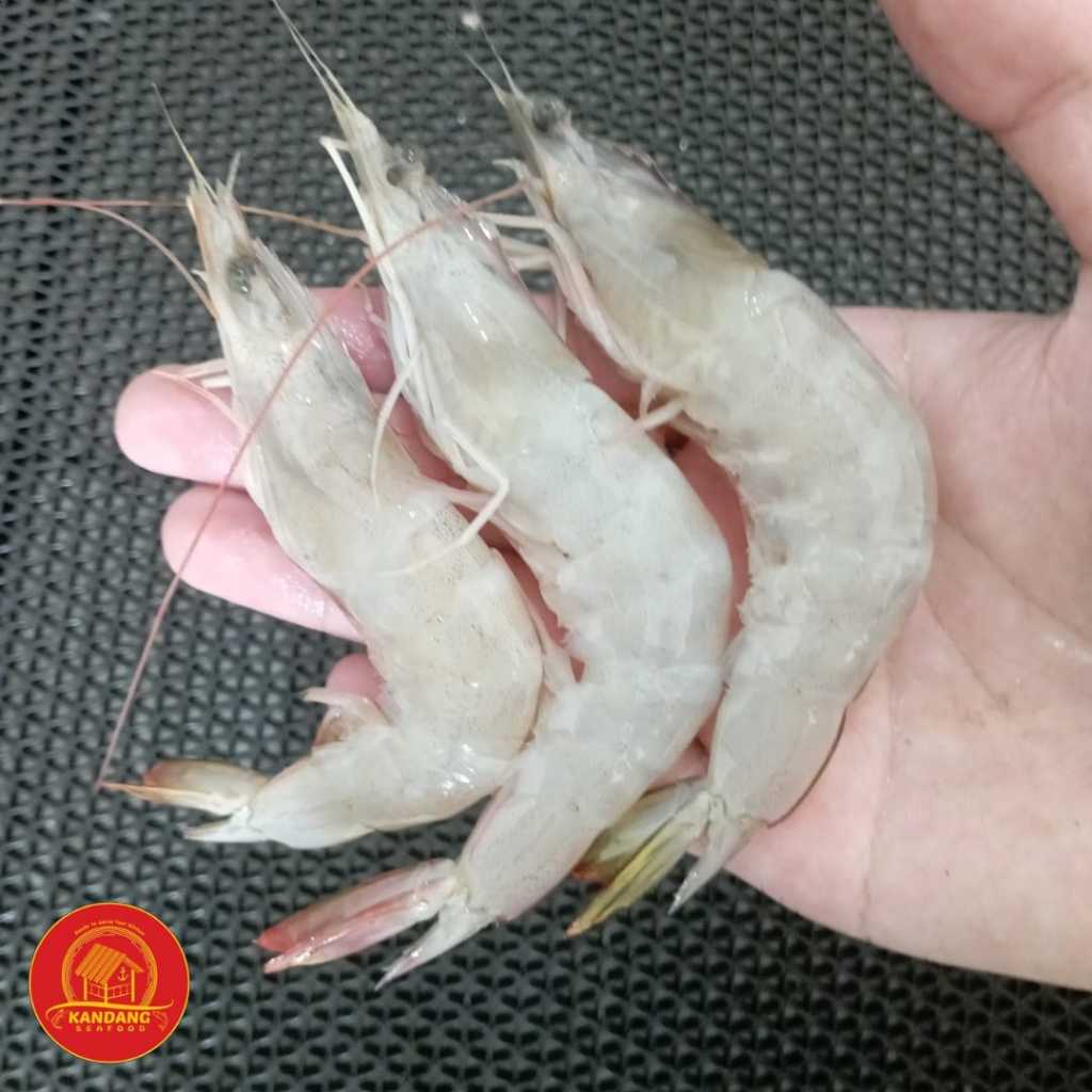 

Udang Peci Putih Laut Segar Fresh