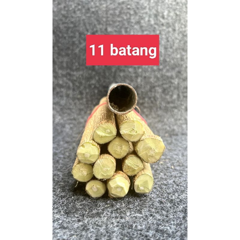 Bahan Stek Bonsai (sancang) bibit bonsai sancang