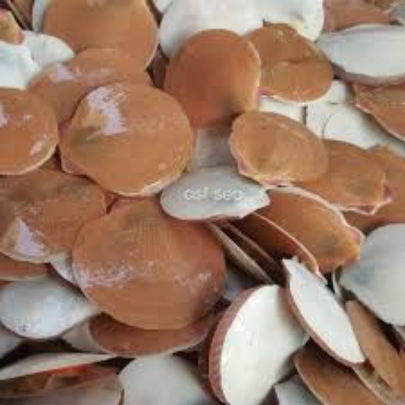 

KERANG SIMPING FRESH MURAH BANDUNG
