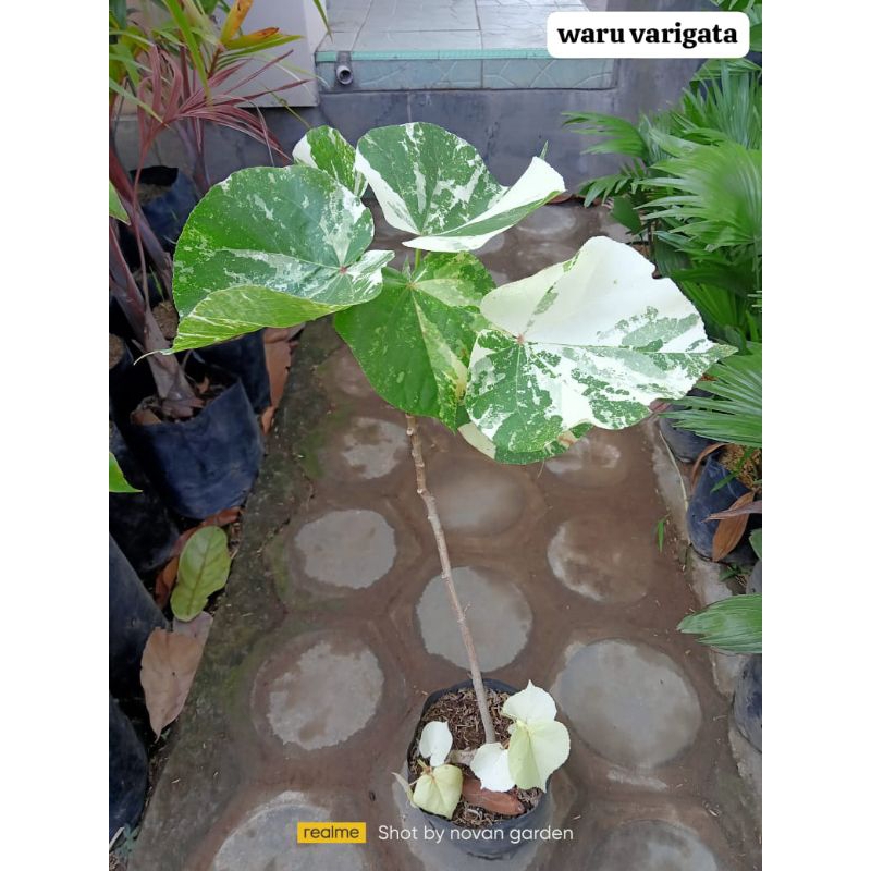 waru varigata | tanaman hias waru varigata | bahan bonsai | tanaman waru varigata