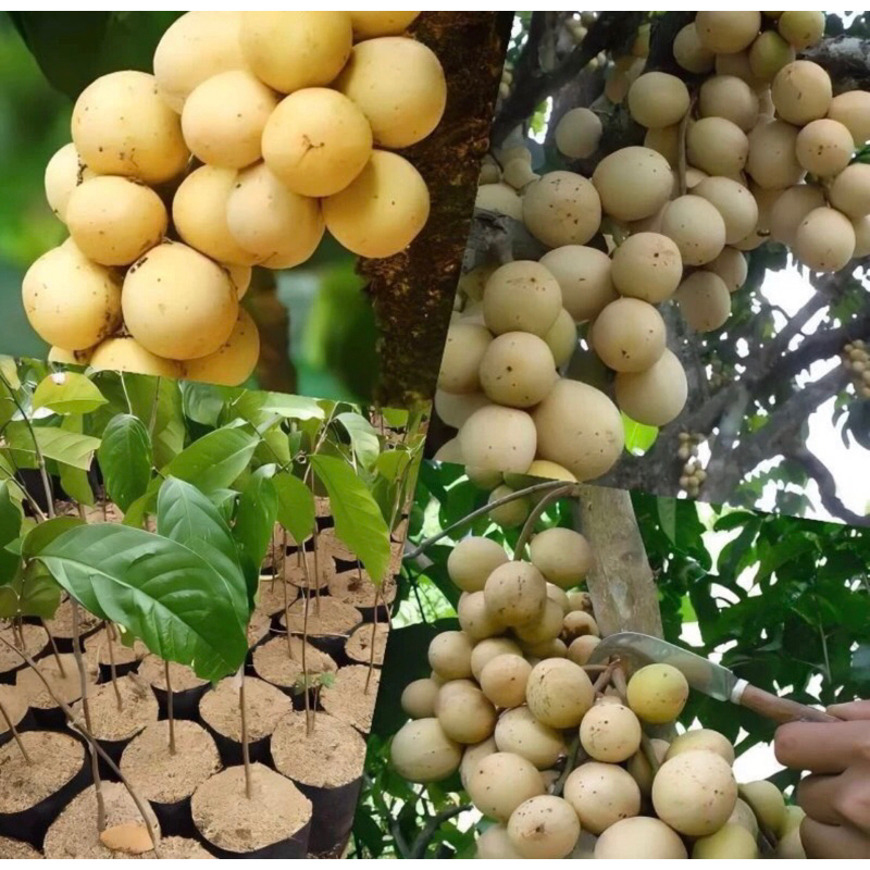 

bibit duku unggulan okulasi