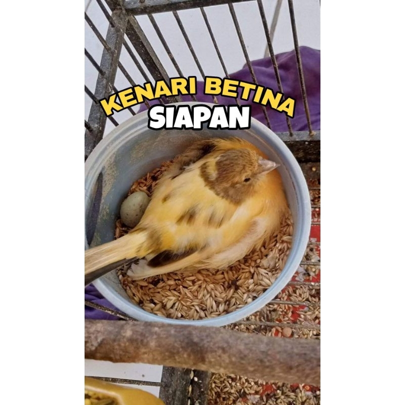 KENARI BETINA SIAPAN