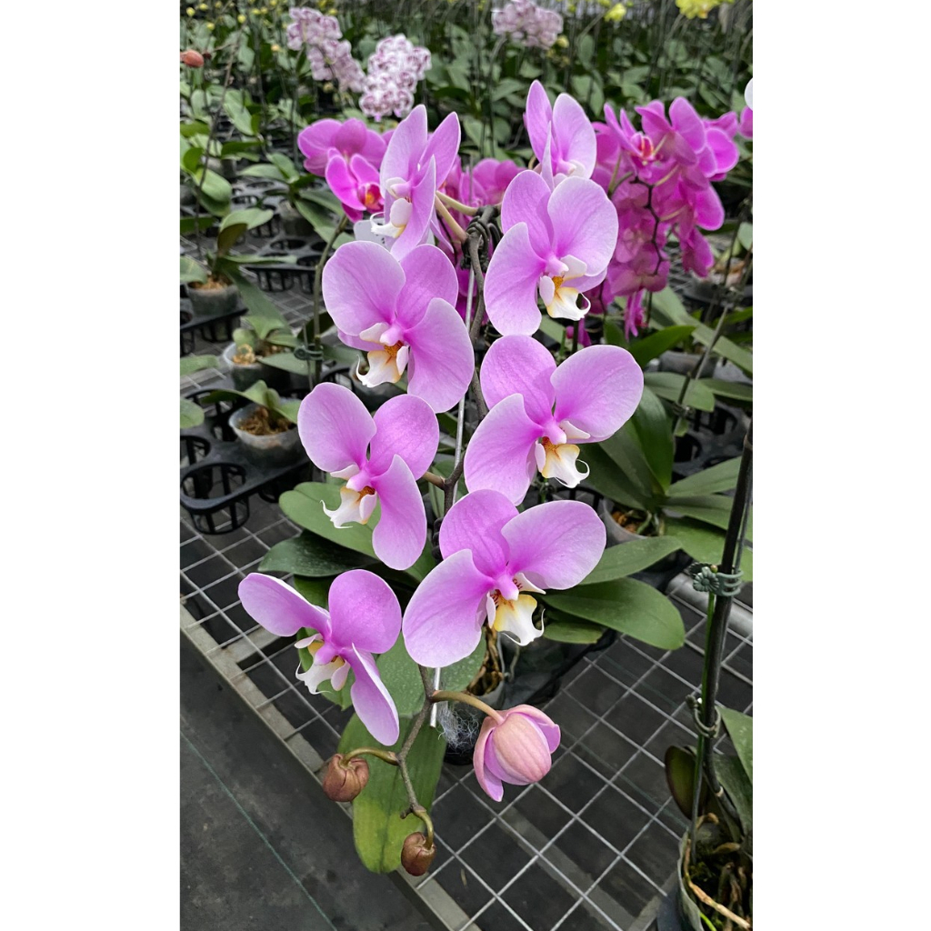 Anggrek Bulan Pink Lidah Putih Premium