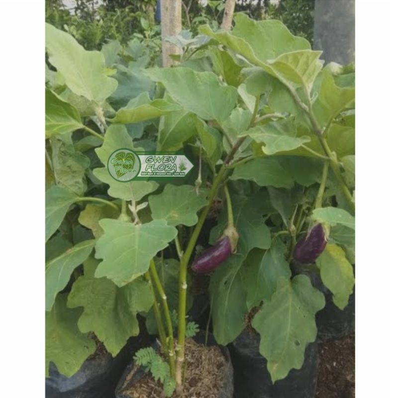 Bibit Tanaman Terong Ungu/Sayur Terong Ungu, Terong Lalap