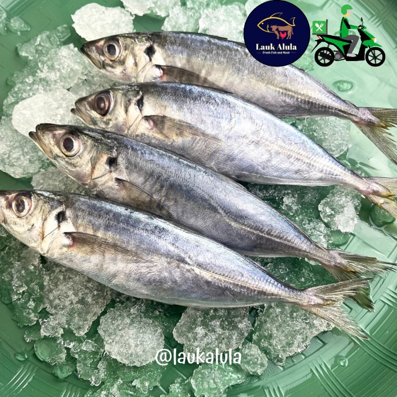 

Ikan Layang Segar 500 gr