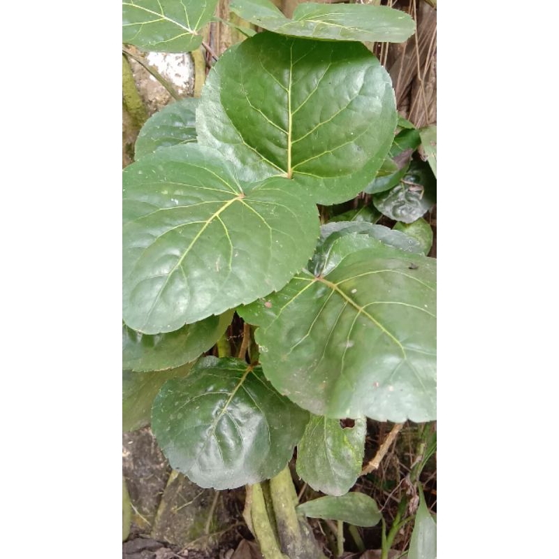 

Daun Mangkokan Baru Petik per Pcs