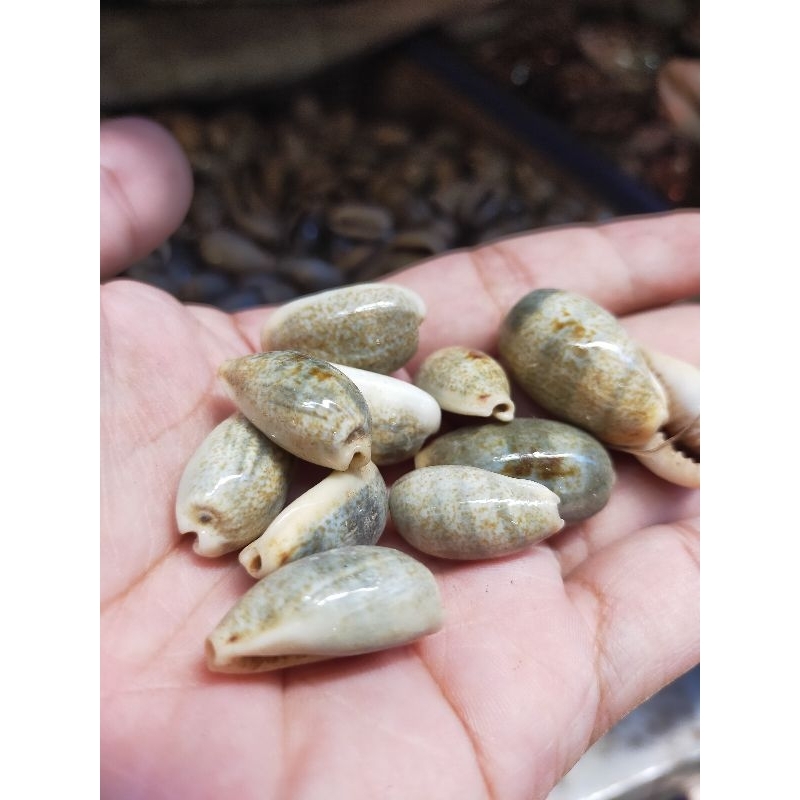 aneka kerang laut - cangkang kerang kuwuk - 1 kg - permainan dakon - kerang congklak - kerang keraji