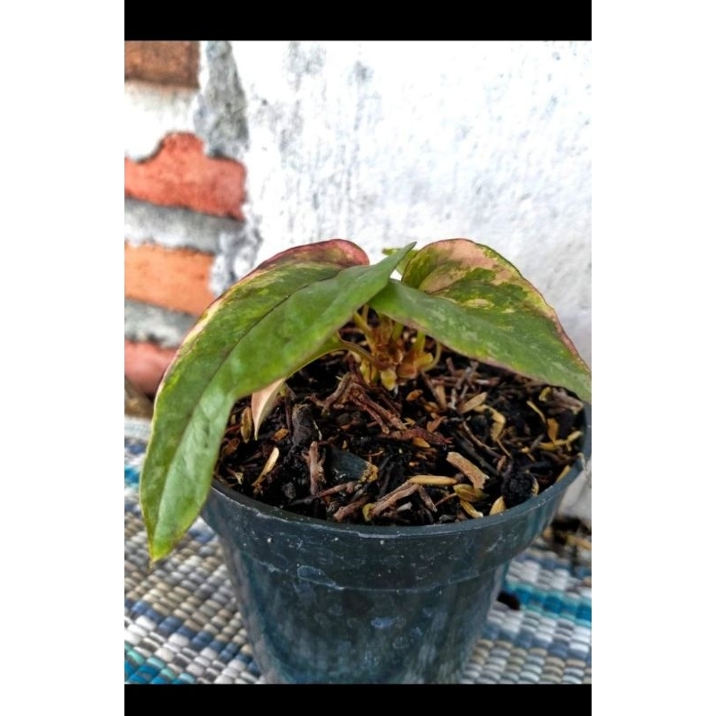 anthurium hokeri pink Tanduk ( koleksian) ekonomis