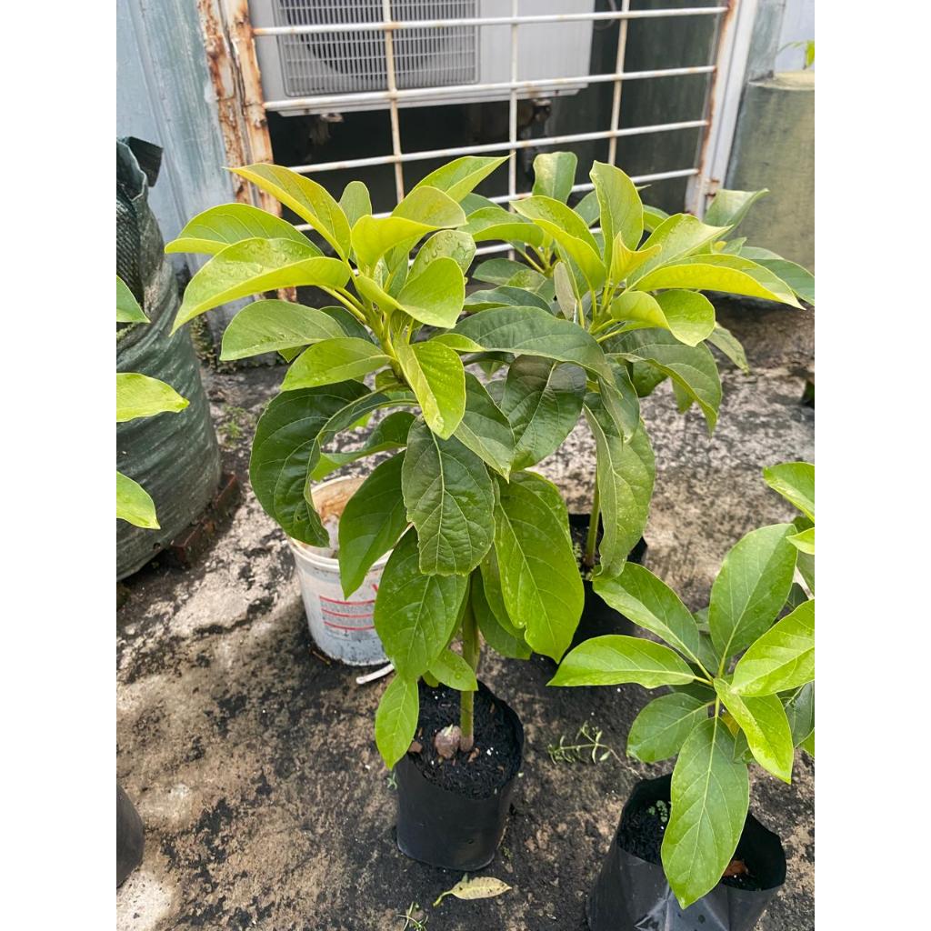 Bibit alpukat kelud Tanaman buah alpukat