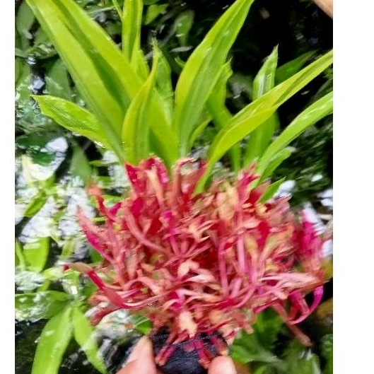 tanaman aquascape kriminil mix bambu air