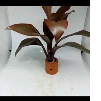 tanaman aquascape bambu air merah media pot