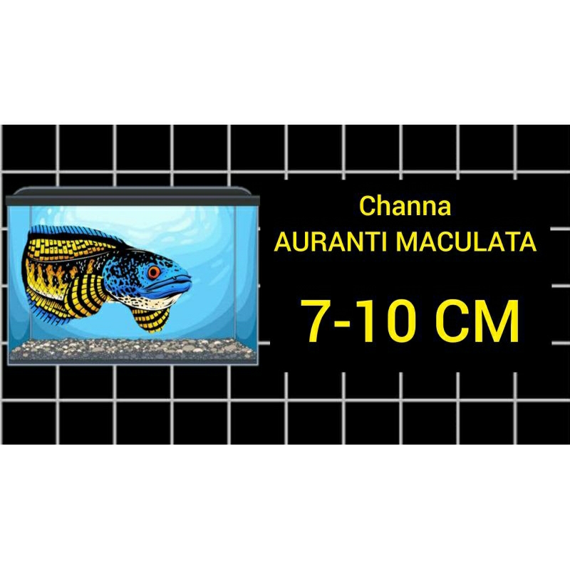 

Sticker channa Auranti machu 7-10cm