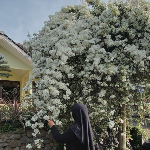 Bougenville putih variegata