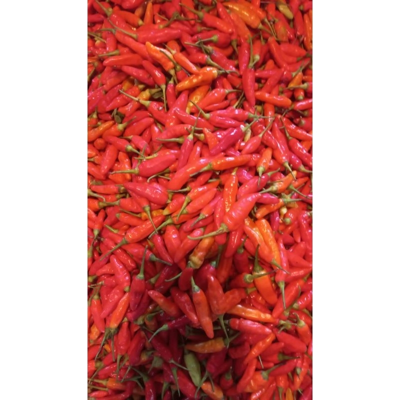 

Cabe Rawit Merah Fresh